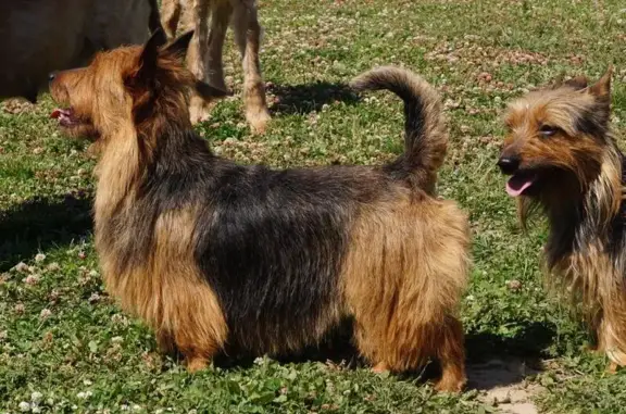 Кинологический питомник Якогор