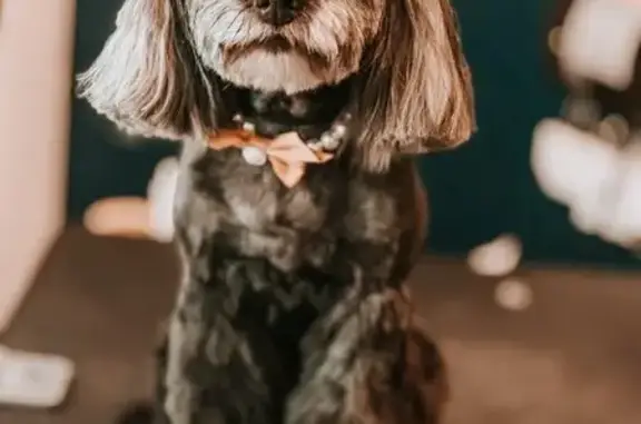 Зоопарикмахерская Джентелпёс