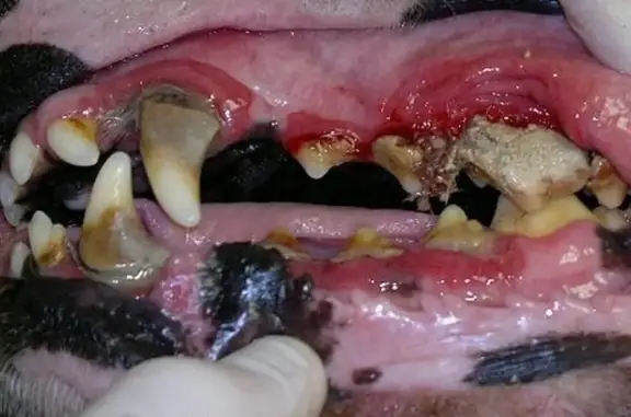 Панда, ветеринарная клиника