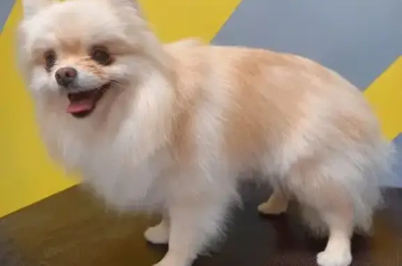 Груминг-центр Лапа моя