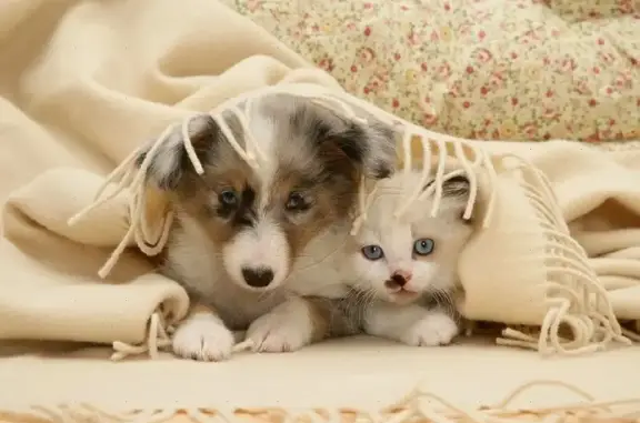 Ветеринарная клиника На Гастелло