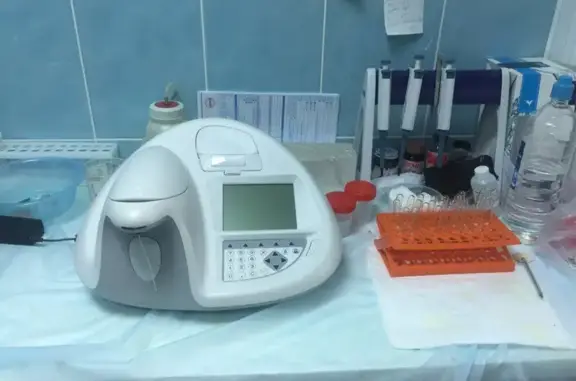 Кот и пес в Бору