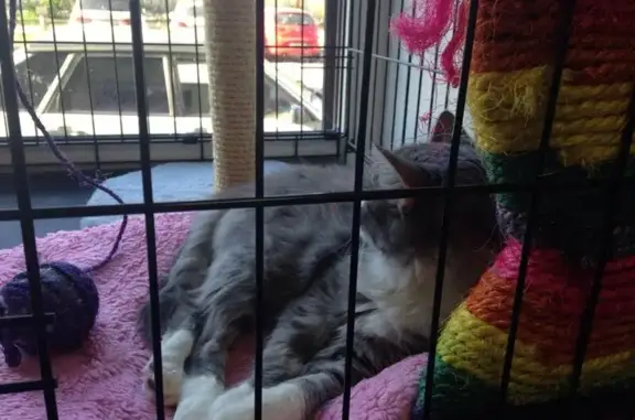 Синий крест, ветеринарная клиника