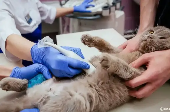 Ветеринарный центр доктора Базылевского А.А.