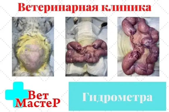 Ветеринарная клиника ВетМастер на Большой Санкт-Петербургской улице