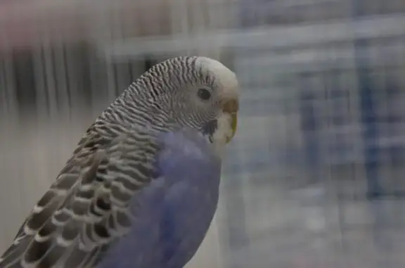 Клиники ветеринарной помощи доктора Зубкова