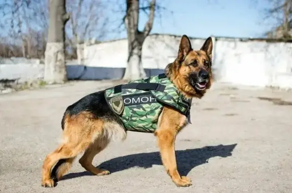 Груминг-студия Пёс здесь