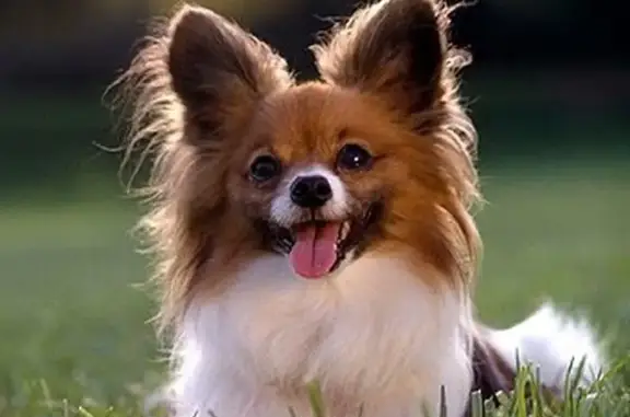 Ветеринарный кабинет Тяпа dog на улице Ломоносова в Новодвинске