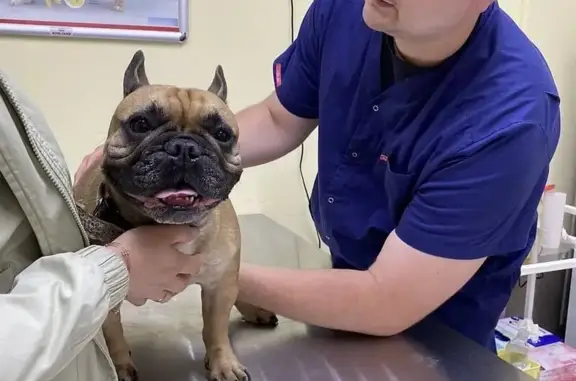 Рыжий Кот, ветеринарная клиника