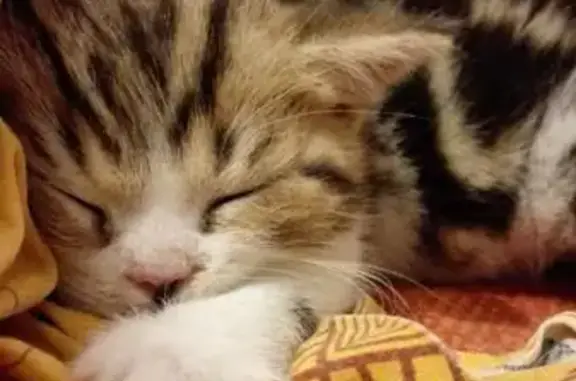 АльфаВет, ветеринарная клиника