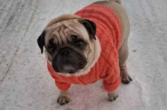 Ветеринарная клиника Хэпипет