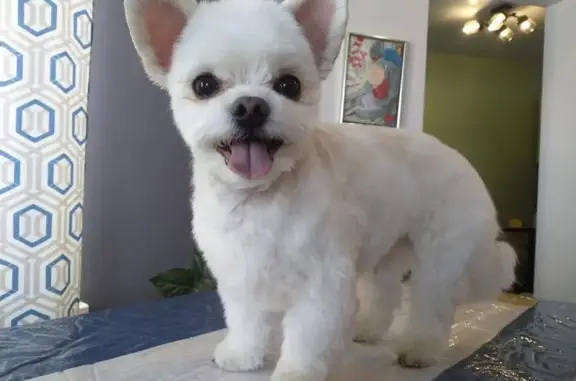 Зоосалон Grooming ART на улице Ленина, 120