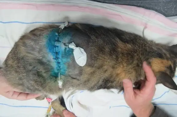 Ветеринарная клиника 9 жизней в Ленинском районе