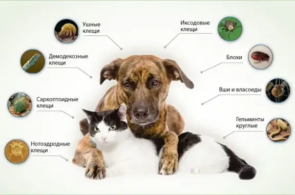 Весёлый шпиц, ветеринарный центр