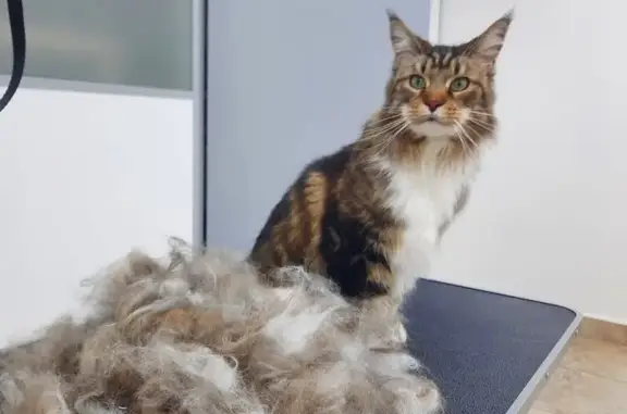 Груминг-салон Stylish Tail