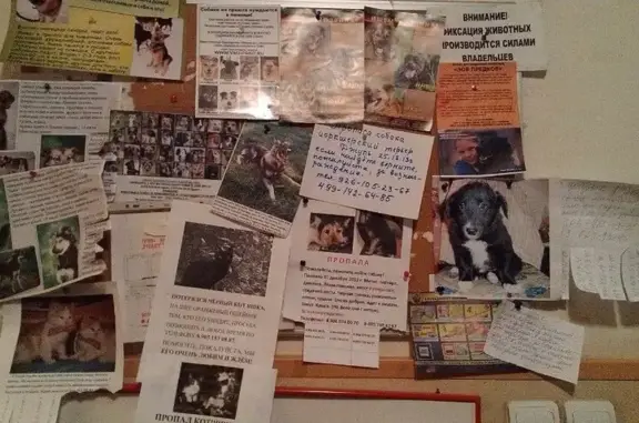 Мовет, ветеринарная клиника