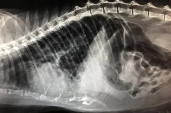 Колибри, ветеринарная клиника