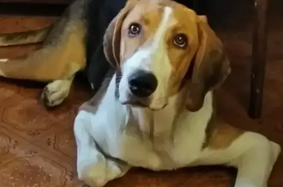 Абсолют-Вет, выездная ветеринарная служба