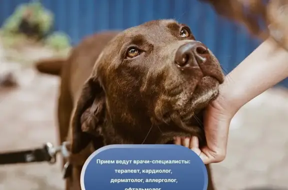 Амиго, ветеринарная клиника