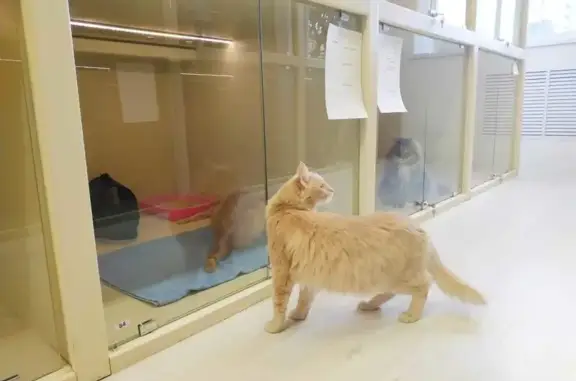 Зоогостиница для кошек Кототель