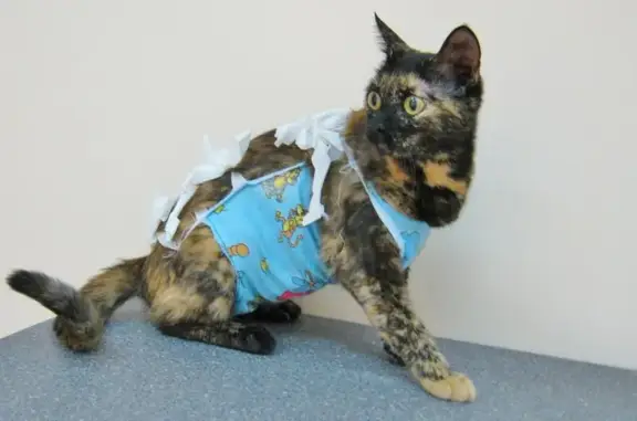 Аврора, ветеринарная клиника