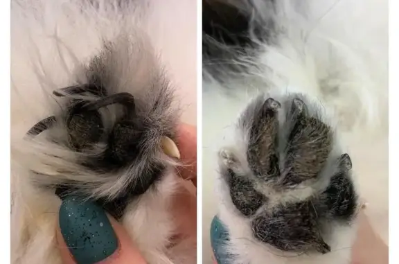 Груминг-салон Жужа на метро Проспект Большевиков