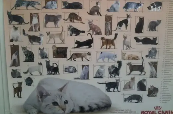 Иветас, ветеринарная клиника