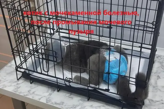 На Московской, ветеринарная клиника