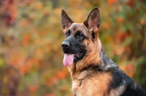 Питомник немецкой овчарки Диктум Фактум