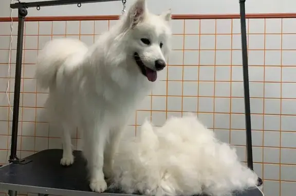 Салон для животных Груум