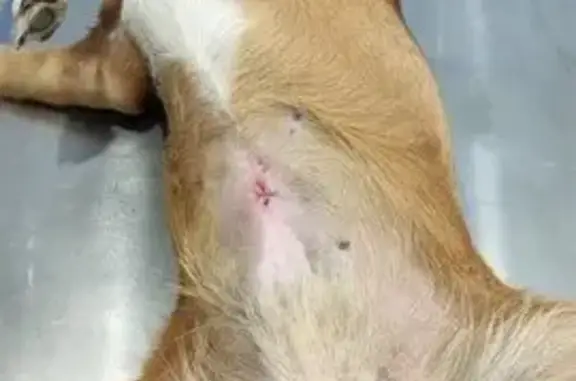 ЁшкинКот, ветеринарная клиника