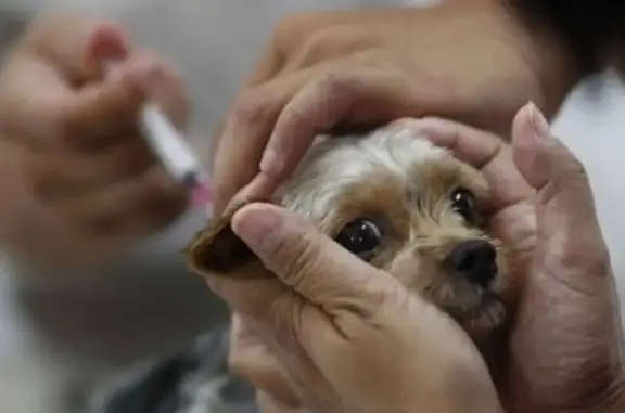 Дружок, частная ветлечебница