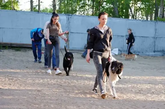 Кинологический клуб дрессировки собак Abc Dog School