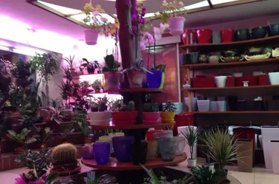 Surta-vet, ветеринарная клиника