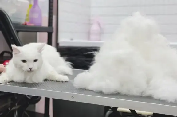 Зоосалон ЛапУсики на улице Гурьянова в Обнинске