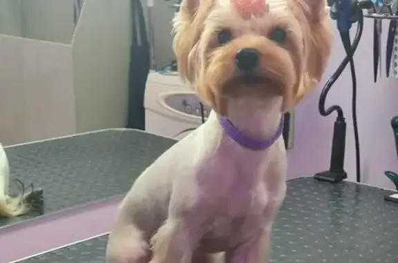 Пушистые лапки