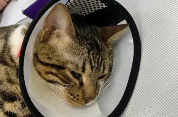 Три кота, ветеринарная клиника