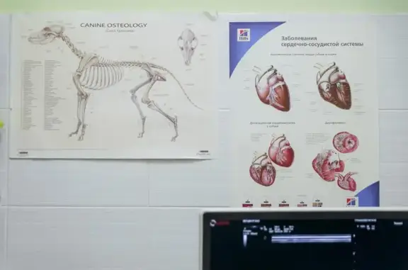 Ветеринарная клиника БИО на Красноармейской улице