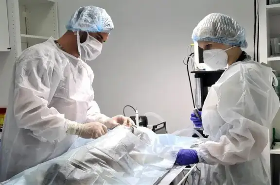 Масвет, ветеринарная клиника