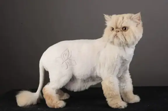 Школа-студия груминга Маленькая прелесть