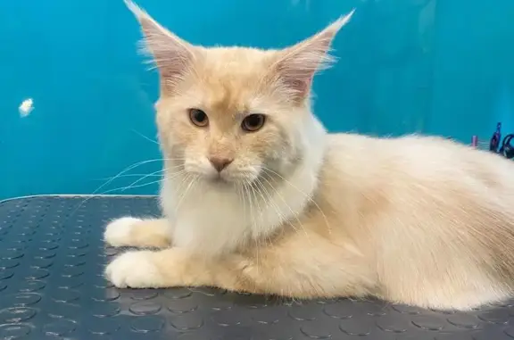 ЗооСалон Кабоська