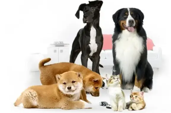 Добрые руки, ветеринарная клиника