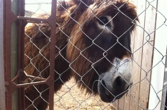 Питомник Птичий дворик