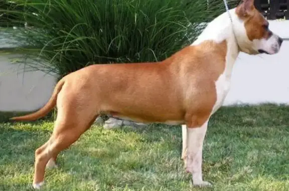 Питомник собак Северная Жемчужина