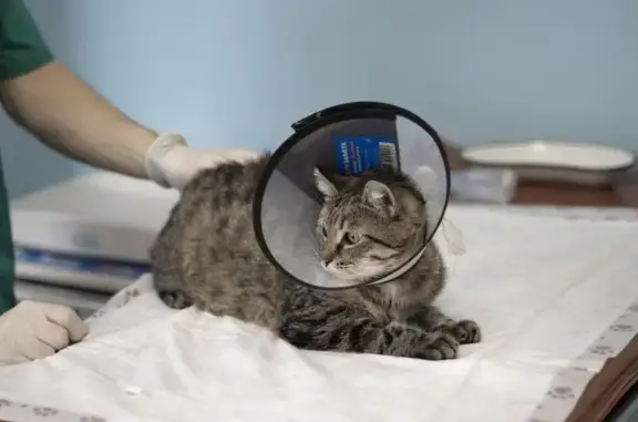 Энималз, ветеринарная клиника