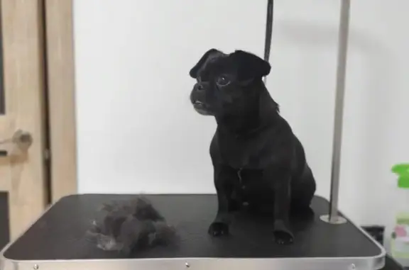 Зоосалон Медея на Введенской улице