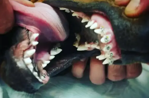 AnimalDent, центр ветеринарной стоматологии