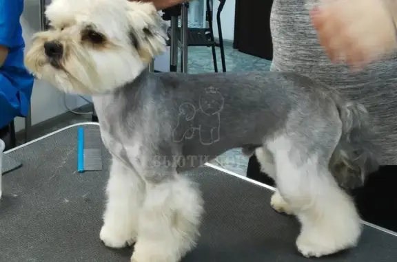 Груминг-салон BEAUTY DOG на метро Митино