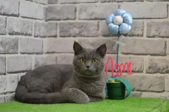 Зоопарикмахерская Mimi на Пражской улице, 35