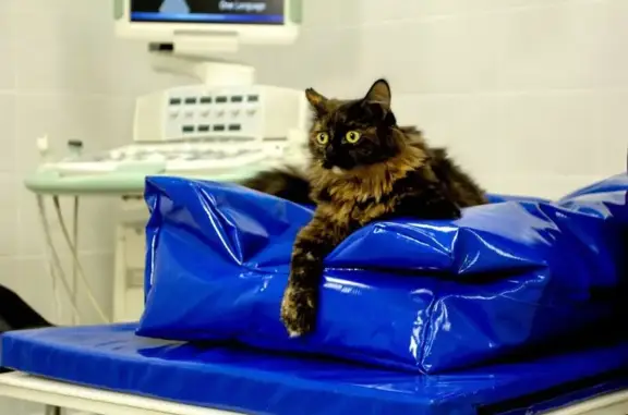 АльфаВет, ветеринарная клиника